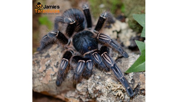 Special: Aphonopelma seemanni (Blue-ish Costa Rican Stripe Knee) 1/2" & Terrestrial Spiderling Enclosure Kit