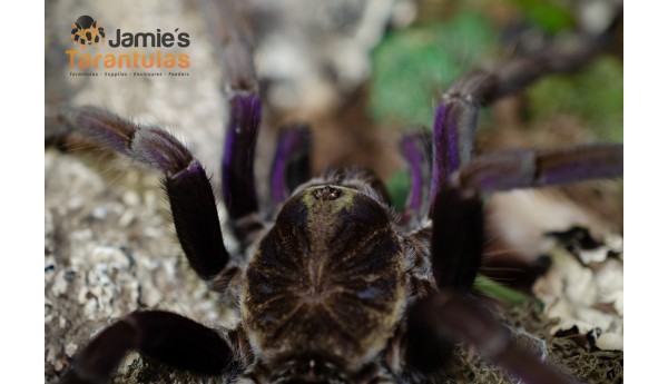 Pamphobeteus insignis Colombia (Colombian Purple Bloom) 4" suspect MALE #NY-209**