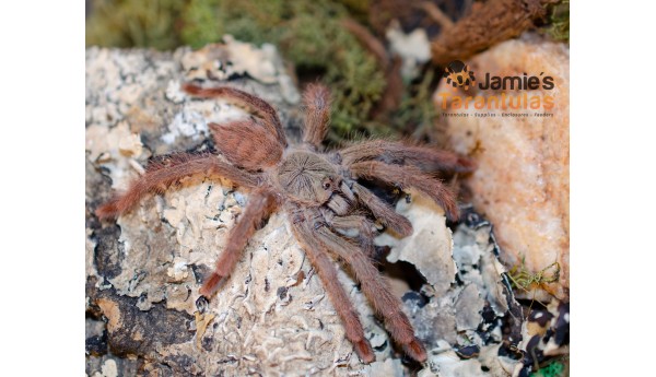 Pseudoclamoris/ Tapinauchenius gigas (Orange Tree Spider) MALE 2 1/2"  #V-31**