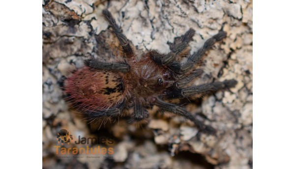 Thrixopelma ockerti (Flame Rump Tree Spider) 1 3/4-2" MALE #X-11