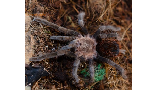 Aphonopelma sp. chipas  (Chipas Golden Red Rump) 2 1/2-3" FEMALE #NY-120**