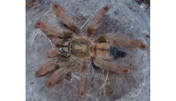 Psalmopoeus pulcher (Panama blond tarantula) 1" **