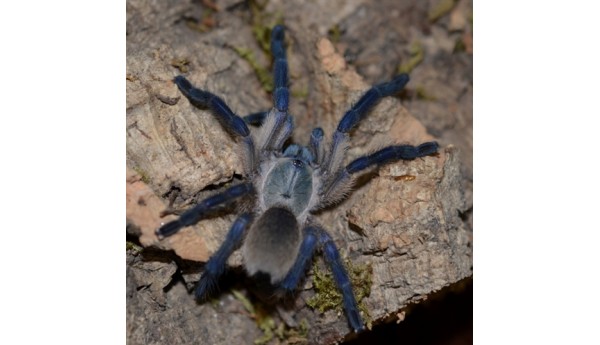 Monocentropus balfouri (Socotra Island Blue Baboon) 1 1/2" JG-1**