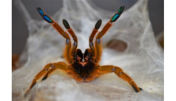 Pterinochilus murinus (Orange Baboon Tarantula / OBT)  MATURE MALE #M-15