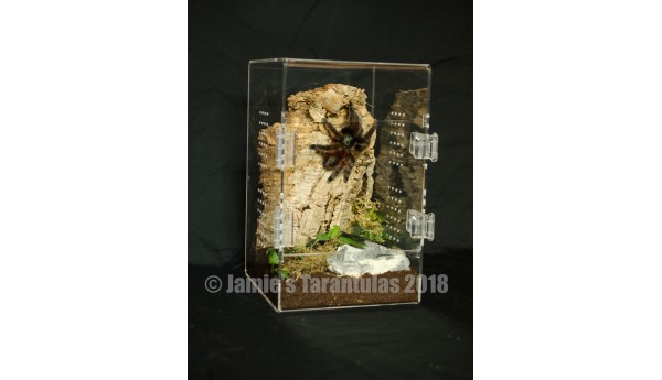 Enclosure by @PrimalFearTarantulas and decorated by me! Check out