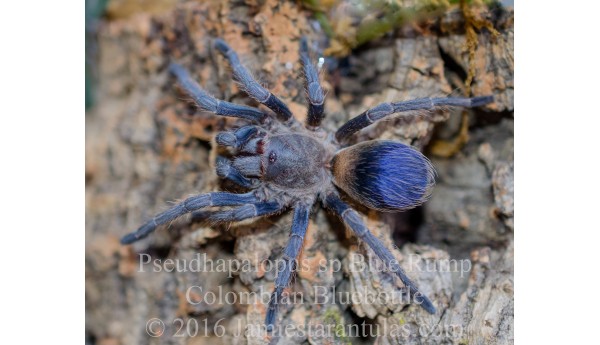 Pseudhapalopus sp blue (Colombian Bluebottle) 1/3-1/2” 